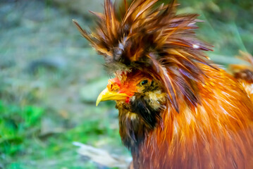 Portrait of a shaggy rooster with a yellow beak and bright red plumage, looking to the side. Place for inscription