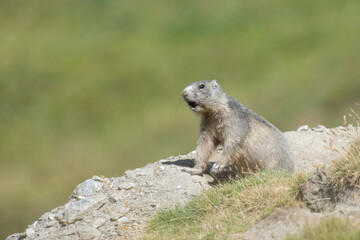 Alpine marmot or groundhog (Marmota marmota) whistling nearby the burrow, standing in a green alpine meadow on springtime. Alps Mountains, italy.