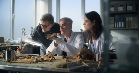 Group of scientists study and analyze fossil remains of bones of prehistoric man skeleton in modern...