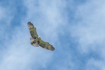 Wild short-toed snake eagle (Circaetus gallicus) in holy spirit flight, looking for prey (snakes), on blue sky background. Alps Mountains, Italy.