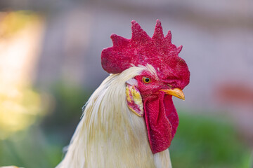 Hahn - Gockel - Kamm - Kopf - Bauernhof 