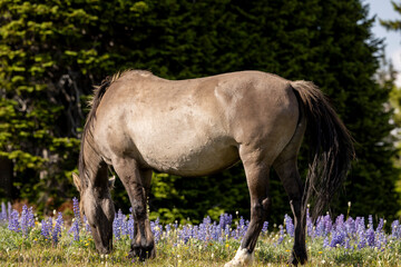 Fototapeta premium Beautiful Wild Horse in Summer in the Pryor Mountains Montana