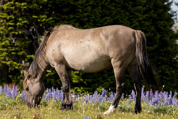Beautiful Wild Horse in Summer in the Pryor Mountains Montana