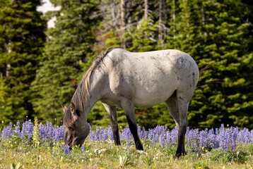 Obraz premium Beautiful Wild Horse in Summer in the Pryor Mountains Montana