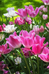 Field of exotic varieties of blooming bright pink tulips. Vertical photo