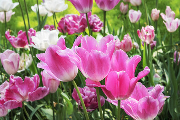 Field of exotic varieties of blooming bright pink tulips in a park in Holland