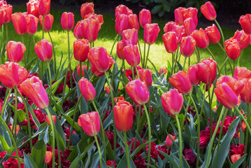 Field of exotic varieties of blooming tulips