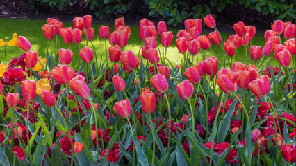 Fototapeta premium Field of exotic varieties of blooming red tulips in a park in Holland