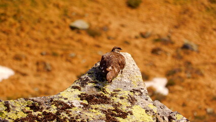 Schneehuhn (Lagopus muta)
