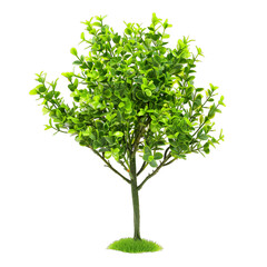 Obraz premium [Transparent Background PNG]Green Plant Tree With Grass Base Isolated On White Background
