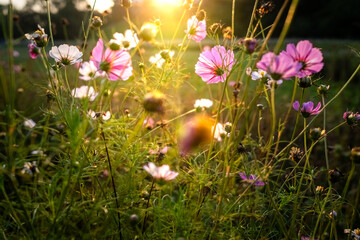 Łąka kwietna © Rafal Kot