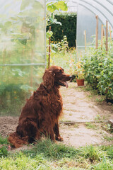 Happy Irish setter dog near glasshouse at backyard, full body. Summer day