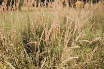 Abstract natural background of soft pampas plants. Frosted pampas grass on a blurry bokeh, Dry reeds boho style. Fluffy stems of tall grass