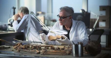 Senior archaeologist examines and analyzes fossil remains of prehistoric human skeleton under lamp,...