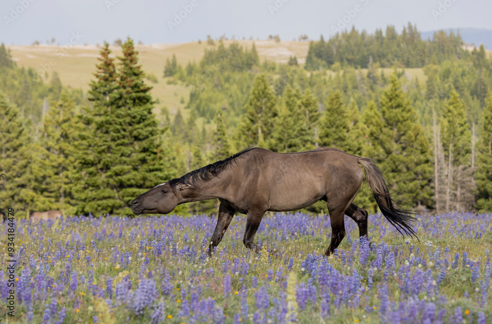 Sticker Beautiful Wild Horse in Summer in the Pryor Mountains Montana