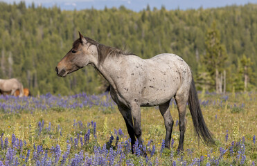 Beautiful Wild Horse in Summer in the Pryor Mountains Montana