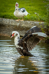 duck on the lake