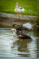duck on the lake