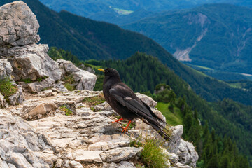 Black Bird at mountain rock with chiemgau alps background
