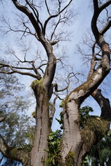 Arvore Galhos Plantas Ornamentais e Jardins 