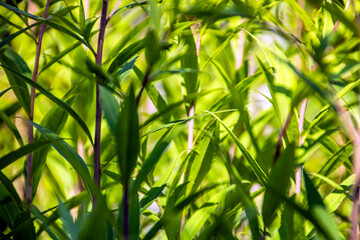 Green bushes close up
