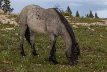 Fototapeta premium Beautiful Wild Horse in Summer in the Pryor Mountains Montana