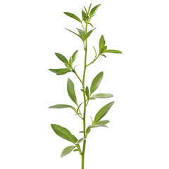 Fototapeta premium [Transparent Background PNG]Green Plant Branch with Leaves Isolated on White Background