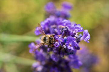 Honey Bee fly to a fresh lavender blossom with soft bokeh background