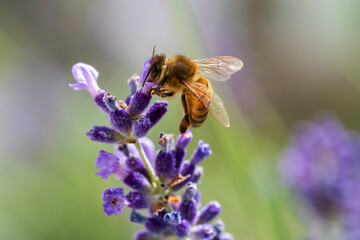 Honey Bee fly to a fresh lavender blossom with soft bokeh background