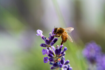 Honey Bee fly to a fresh lavender blossom with soft bokeh background