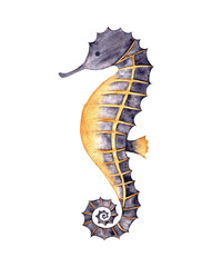 Seahorse. Hand drawn illustration of Sea Horse on isolated background. Underwater tropical wild animal. Ocean sealife for clip art, label, packages, wallpaper, fabric