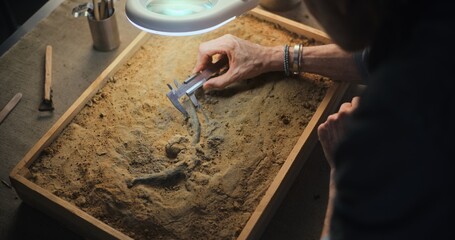 Archaeologist takes measurements of dinosaur remains with colleague using professional measuring tool. Scientists work with fossils, does historical bone examination and research in archaeological lab