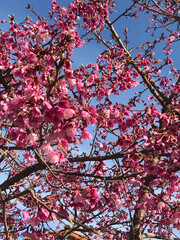 beautiful pink flowers of the sakura. Pink flowers