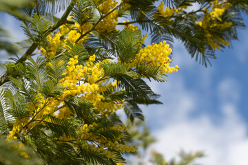 yellow splendid mimosa on tree close-up, selective focus. spring background of white acacia flowers