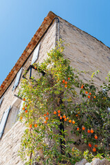 A passion fruit vine on an old stone building in Provence, France