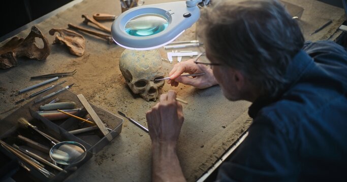 Mature archaeologist cleans fossil skull under lamp using professional tools and brush. Scientist studies remains of extinct prehistoric human, works in archaeological laboratory. Close Up. Zoom In.