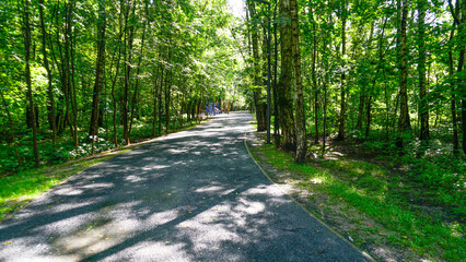 Fototapeta premium tree forest summer grass landscape way background park road path beautiful nature outdoor green travel