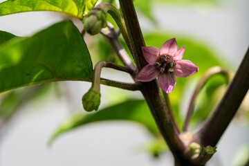 Chili blossom during growth phase with soft bokeh background