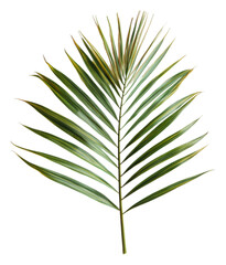 PNG Palm leaf isolated on a white background