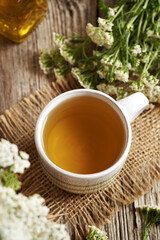 Yarrow tea in a white cup with fresh blooming Achillea milefolium plant