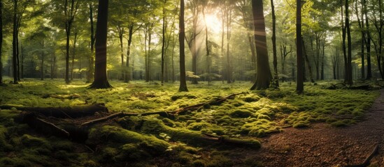 Obraz premium Sunbeams Filtering Through a Dense Forest