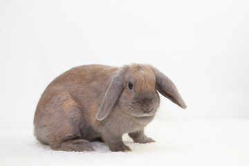 Light Brown Rabbit on White Background