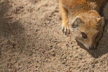 Portrait of a yellow mongoose, Cynictis penicillata, red meerkat, is a member of the mongoose...