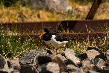 Eurasian oystercatcher (Haematopus ostralegus)