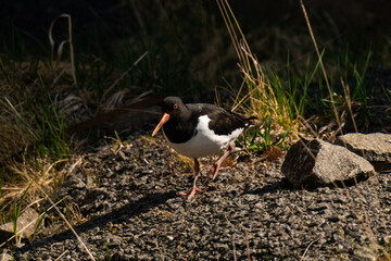 Eurasian oystercatcher (Haematopus ostralegus)