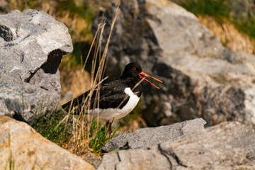 Eurasian oystercatcher (Haematopus ostralegus) with his mouth open