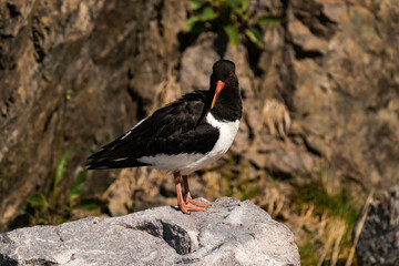Eurasian oystercatcher (Haematopus ostralegus)