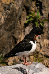 Eurasian oystercatcher (Haematopus ostralegus) cleaning its feathers