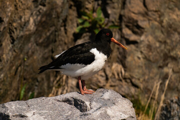 Eurasian oystercatcher (Haematopus ostralegus)