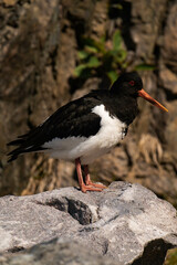 Eurasian oystercatcher (Haematopus ostralegus)